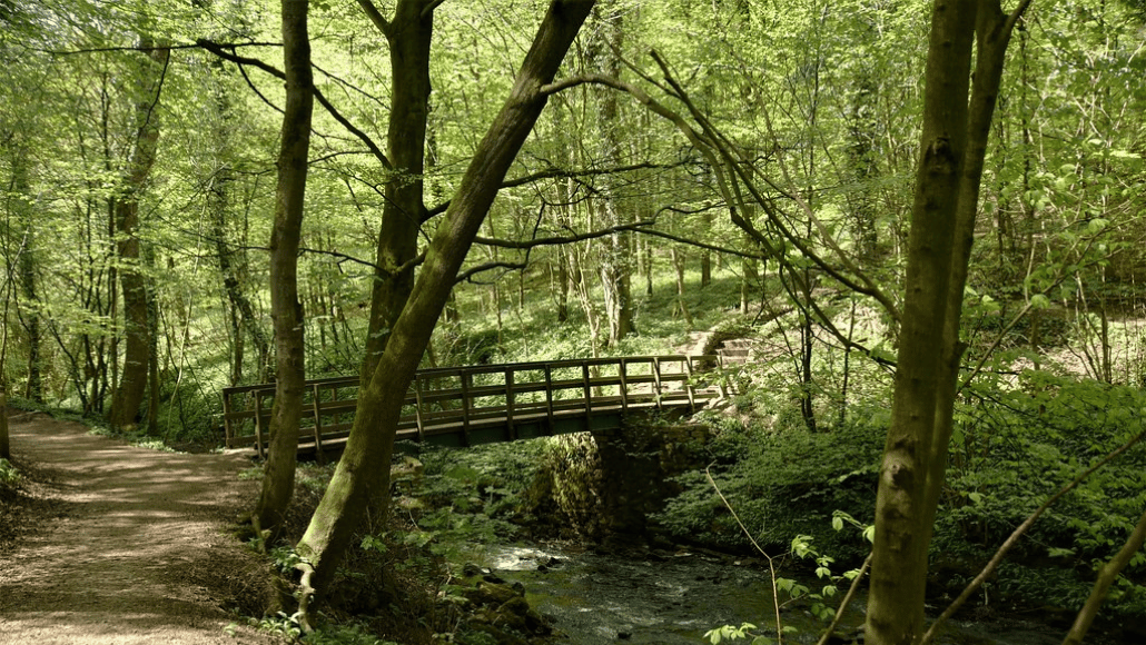 Frühling in den Wäldern von Skipton Castle