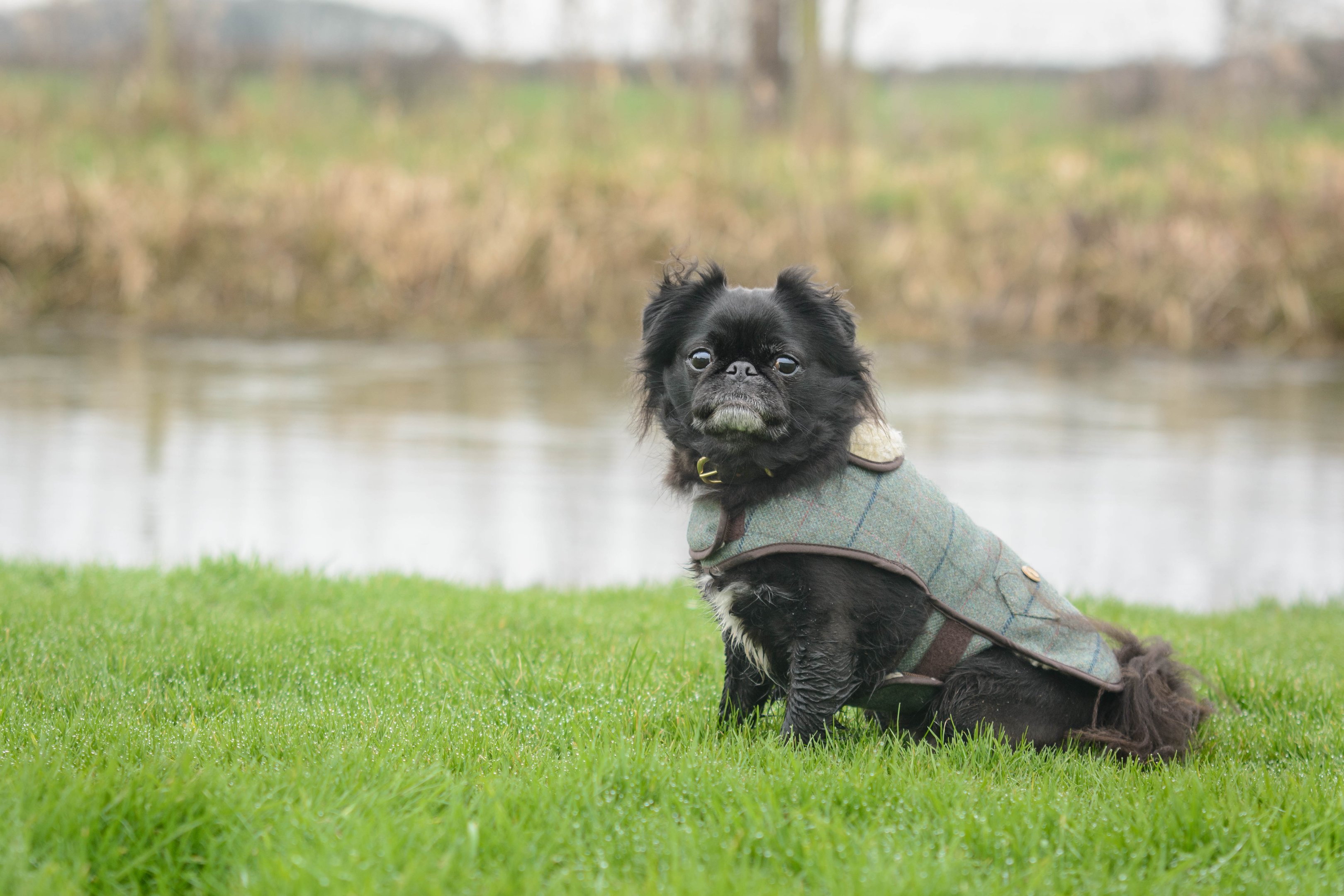 Tweed Dog Coat