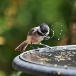 Bird Baths Tables & Houses