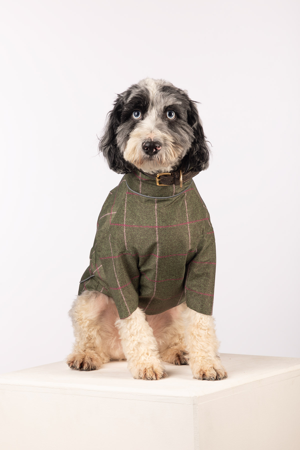 Dog wearing tweed patterned coat
