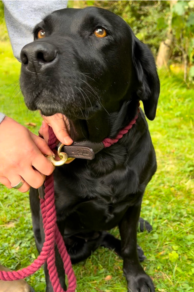 Rope Dog Lead - Yapham