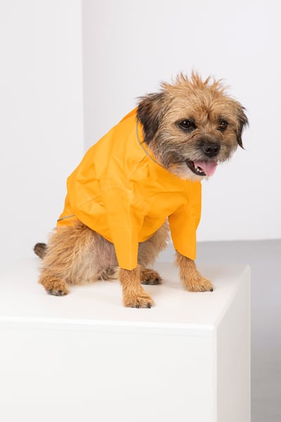 Dog Raincoats - Yapham - Yellow