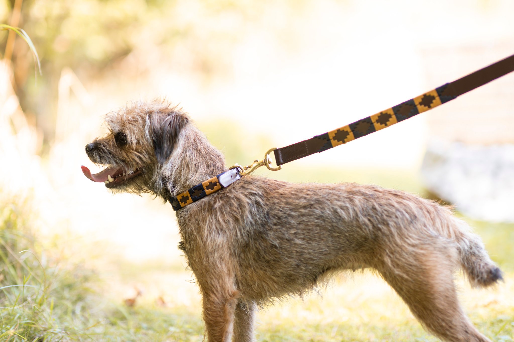 Polo Belt Dog Collar