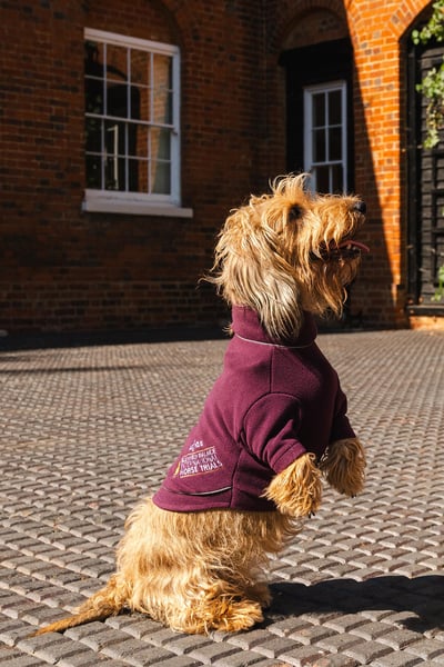 Fleece Dog Jumper - Official Blenheim Edition - Wine