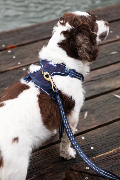 Reflective Dog Harness - Yapham - Navy Tweed