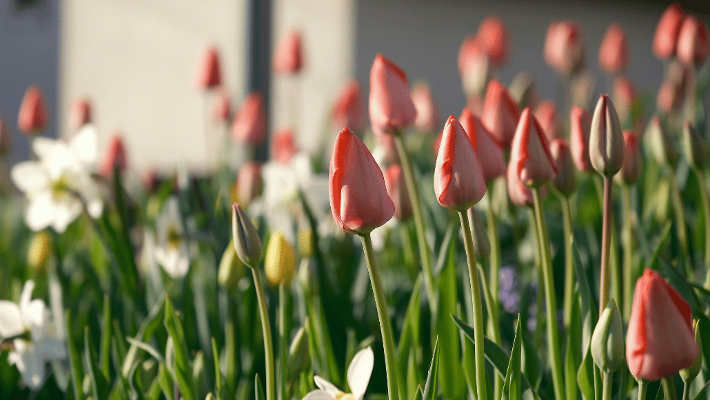 Pink tulips growing among spring flowers in warm sunlight