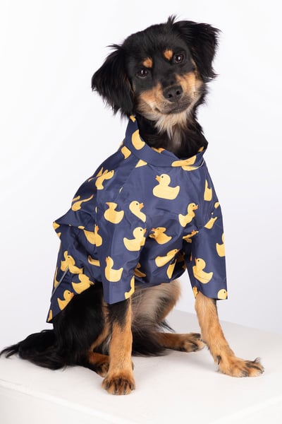 Spritzschutz für Hunde - Yapham - Quacksalber