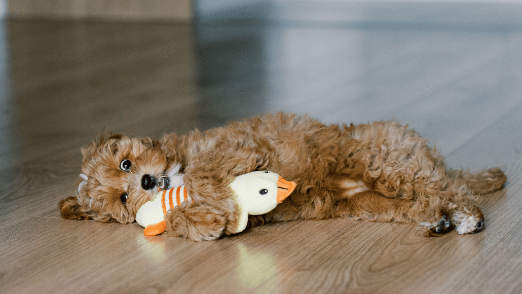 Puppy playing with a duck soft toy on the floor