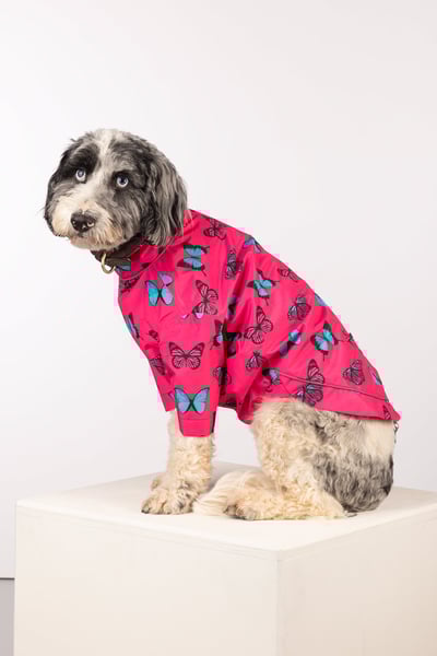 Patterned Dog Raincoats - Yapham - Butterfly Bonbon