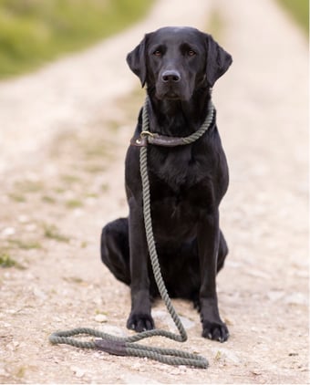 LEADS