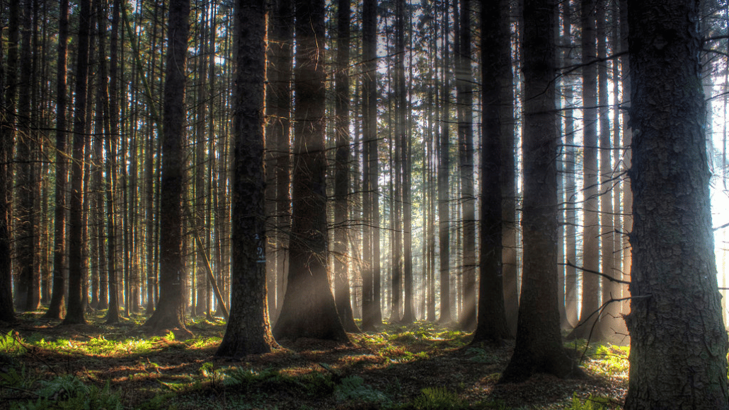 Sonnenuntergang im Dalby Forest