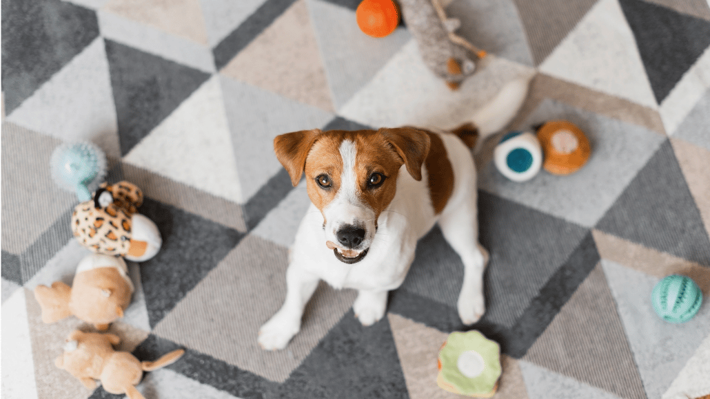 jack russell playing with toys