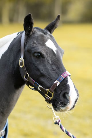 Types of horse clips