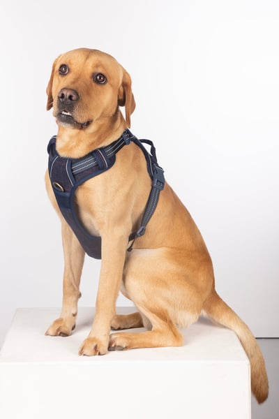 Reflective Dog Harness - Yapham - Navy Tweed