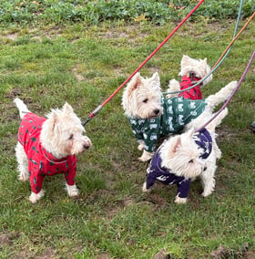 Patterned Dog Raincoats