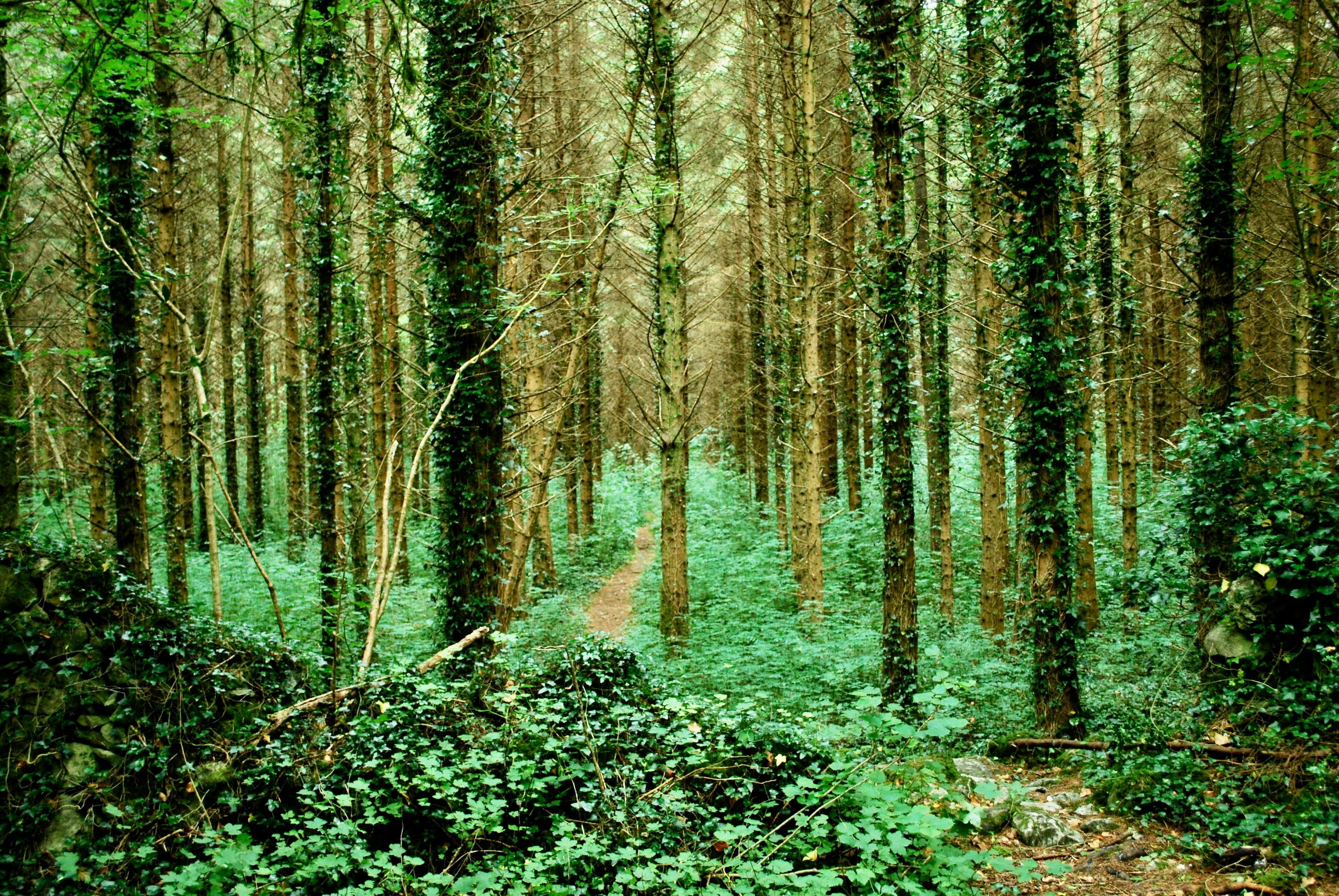 Delamere forest