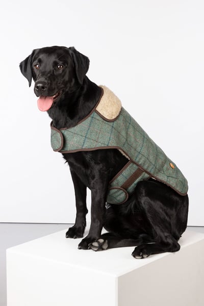 Tweed Dog Coat - Kate Tweed