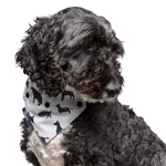 Dog Accessories Image