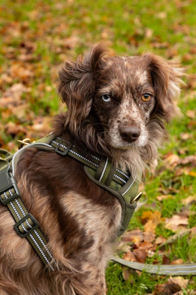 Harnais réfléchissant pour chien - Yapham - Tweed olive