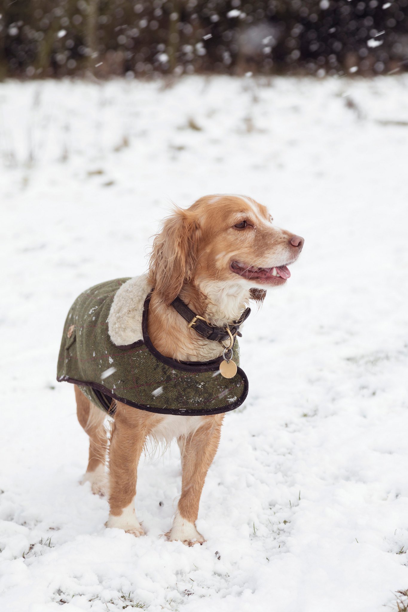 Dog in snow wearing tweed coat