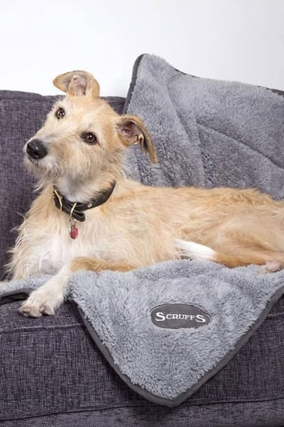 Scruffs Cosy Blanket - Grey