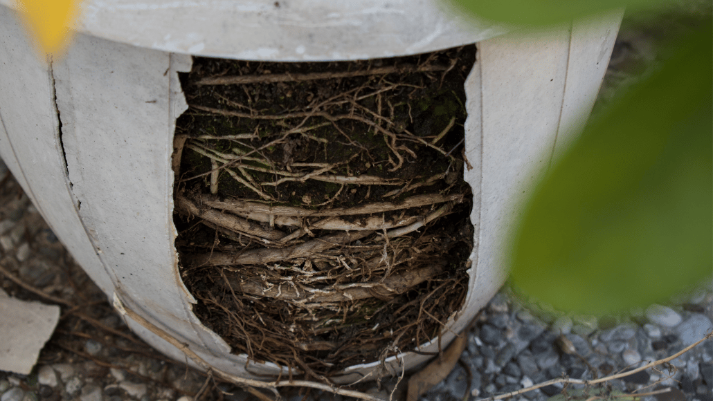 Close-up of dense plant roots growing around the inside of a container.
