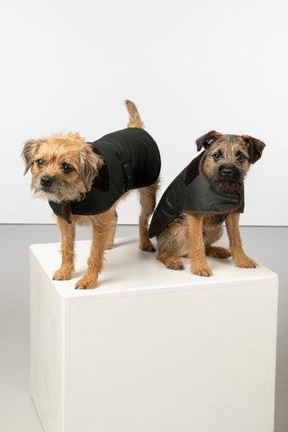 Veste en cire pour chien