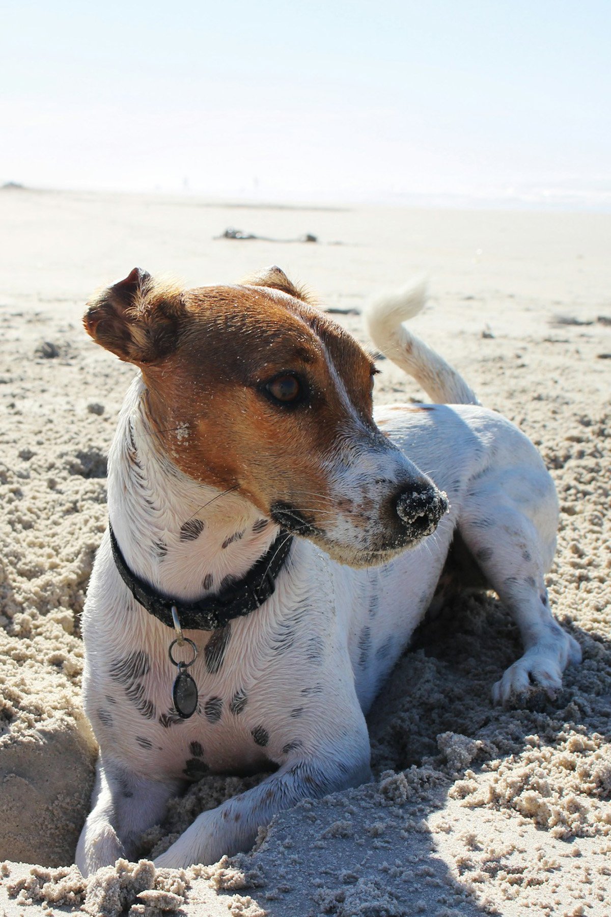 Dog On The Beach