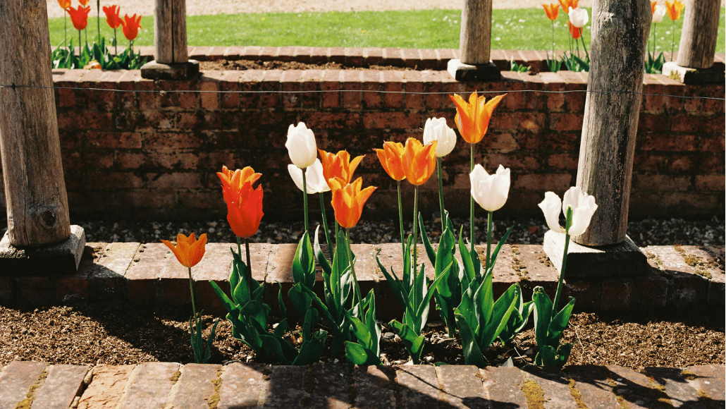 Red, orange and white tulips growing in a sunny garden border beside a brick wall