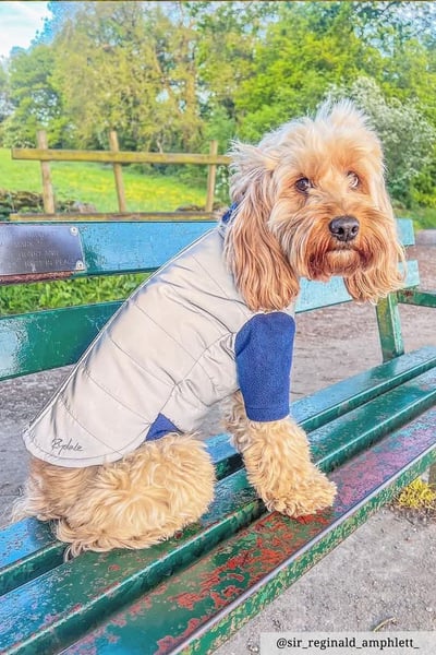 Reflective Dog Jumper - Muston - Hi Vis Silver