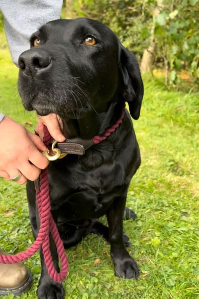Rope Dog Collar – Yapham - Berry