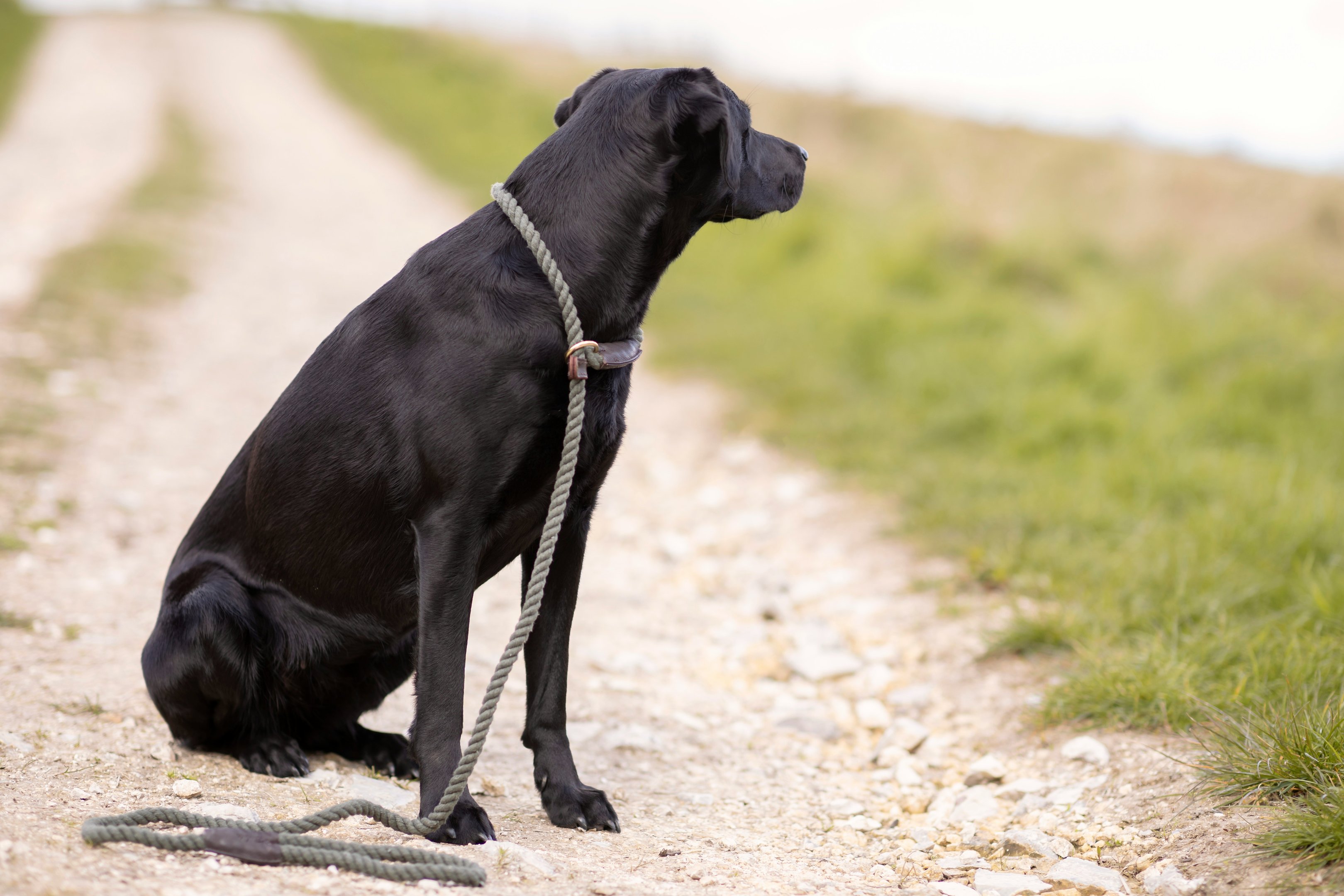 Leinenführigkeit für Labrador