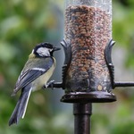Bird Feeders