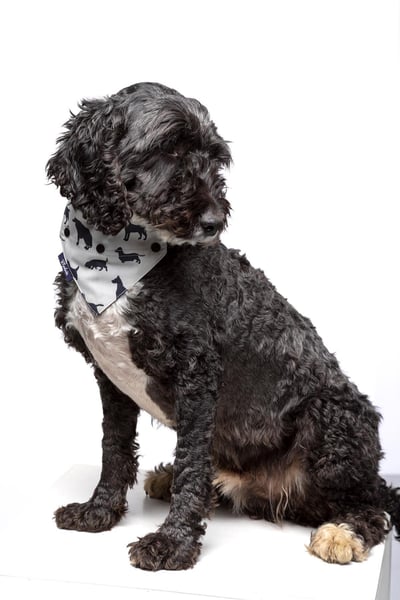 Dog Bandana - Purple