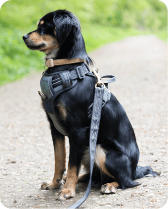 DOG HARNESS
