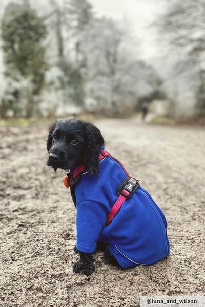 Jersey de lana para perros - Yapham - Azul