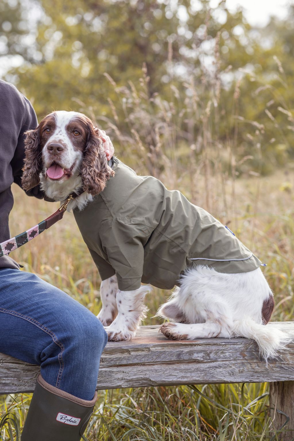 Dog in waterproof coat