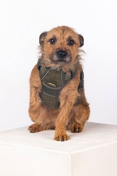 Reflective Dog Harness - Yapham - Olive Tweed