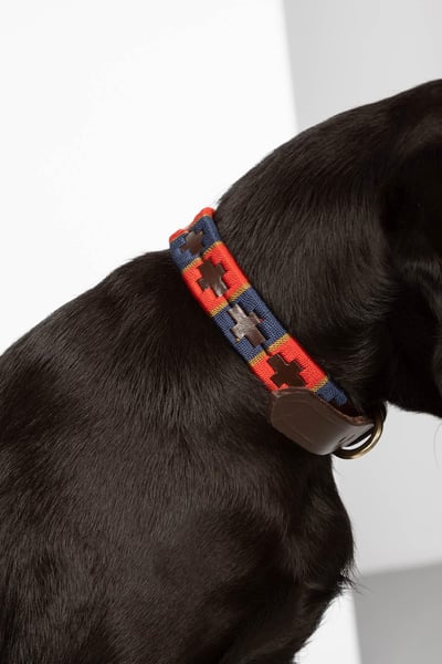 Collier pour chien Polo Belt - Marine/Rouge/Or