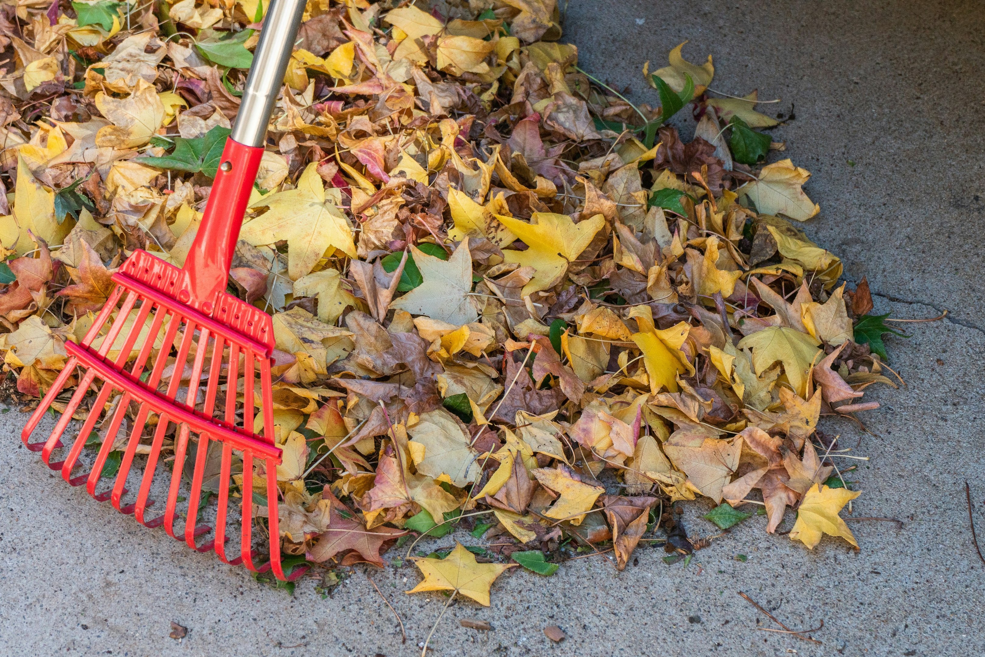 Red leaf rake on a pile of fallen leaves beside a paved path during garden clean-up.