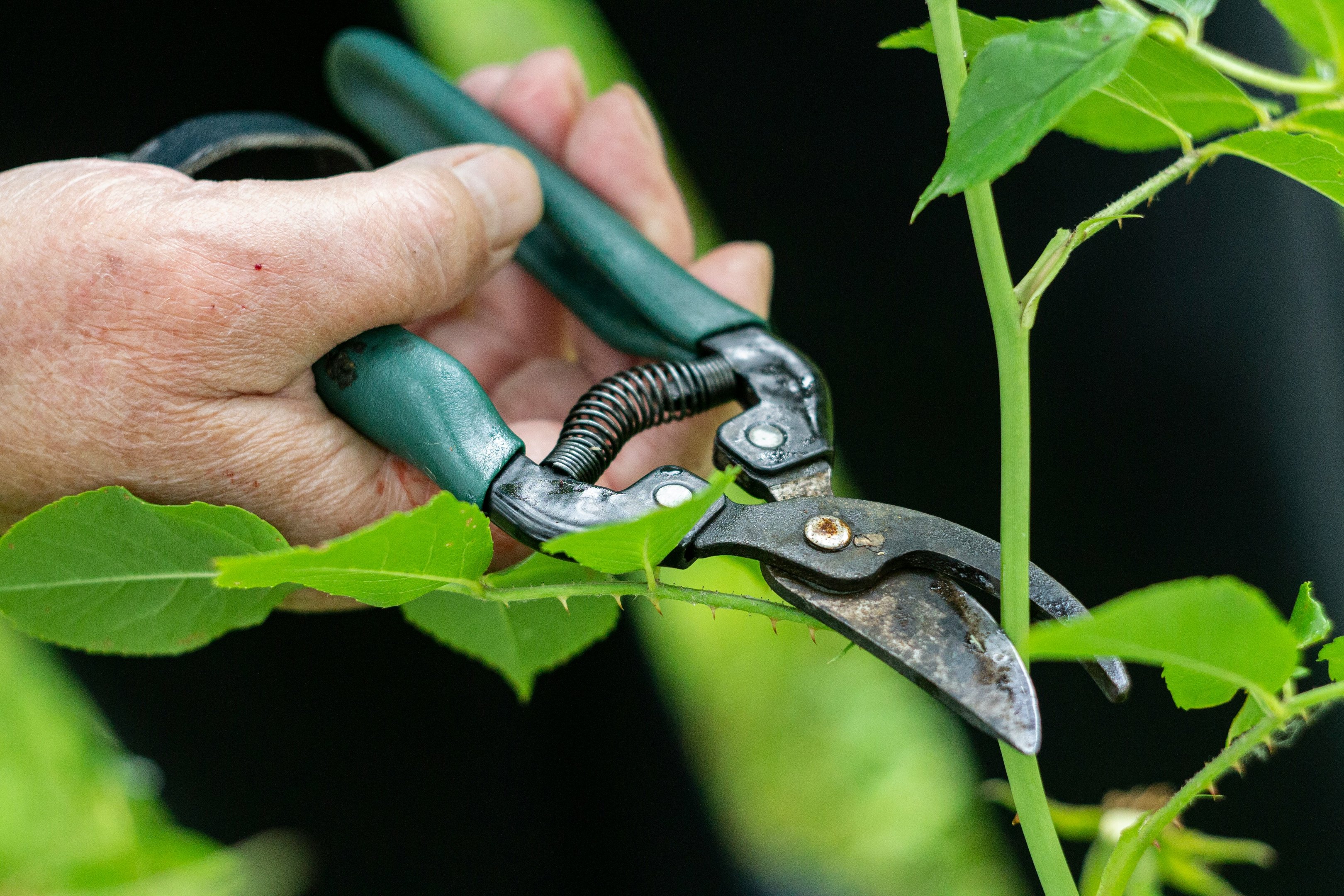 Hand using secateurs to prune a green plant stem after storm damage.