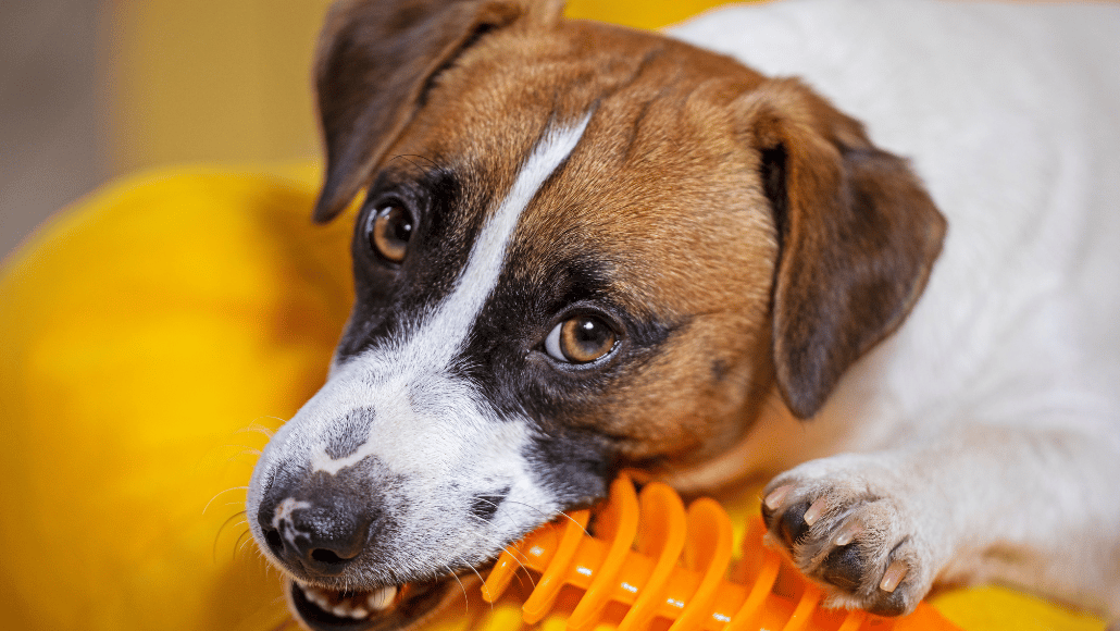 Jack russell chewing on a rubber dog toy