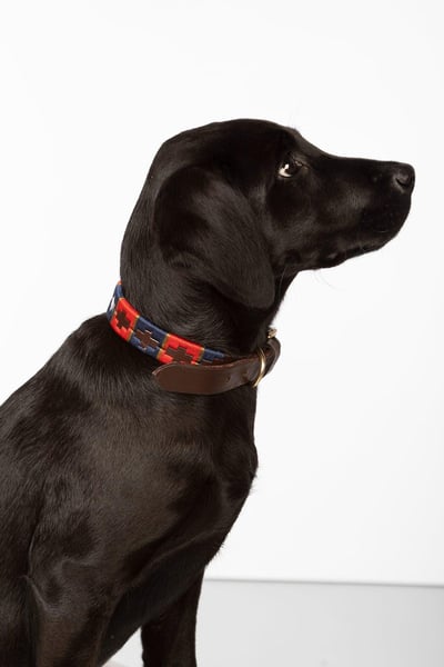 Collier pour chien Polo Belt - Marine/Rouge/Or