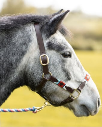 HORSE ACCESSORIES