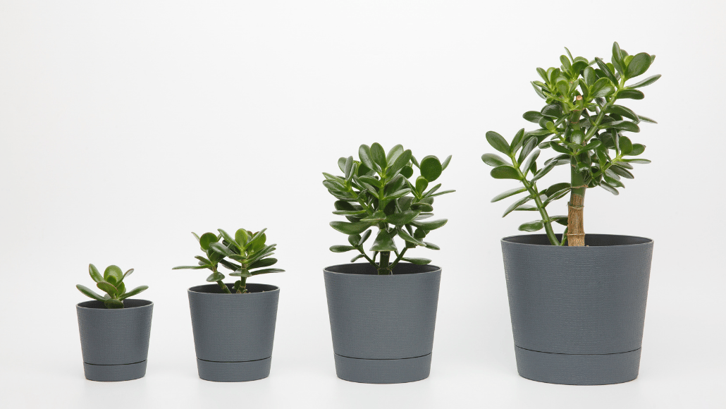 Four jade plants at different stages of growth displayed in progressively larger plant pots.