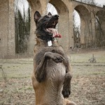 Training & Waste Bags