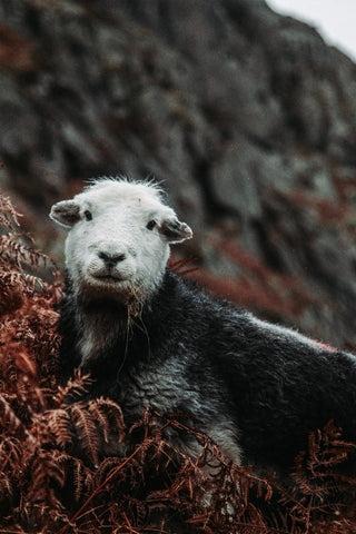 Hundespaziergänge im Lake District