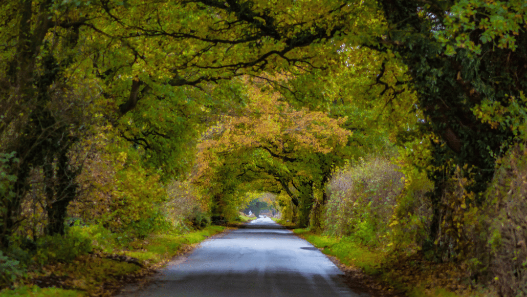 Herbstfarben im Naturschutzgebiet North Cliffe Wood
