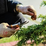 Garden Gloves & Protection