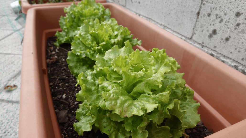 Green lettuce plants growing in a rectangular outdoor garden planter filled with soil.
